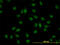 CDC Like Kinase 3 antibody, LS-C133124, Lifespan Biosciences, Immunofluorescence image 