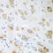 G Elongation Factor Mitochondrial 1 antibody, 19-530, ProSci, Immunohistochemistry paraffin image 