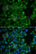 CAP-50 antibody, A7423, ABclonal Technology, Immunofluorescence image 