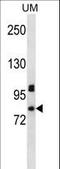 PDZ Domain Containing 4 antibody, LS-C163506, Lifespan Biosciences, Western Blot image 