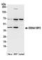 Probable rRNA-processing protein EBP2 antibody, A305-067A, Bethyl Labs, Western Blot image 