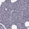 Purkinje Cell Protein 4 Like 1 antibody, HPA052833, Atlas Antibodies, Immunohistochemistry frozen image 