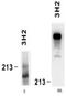 Laminin subunit alpha-4 antibody, AM26107PU-N, Origene, Western Blot image 