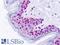 Forkhead box protein D1 antibody, LS-B9155, Lifespan Biosciences, Immunohistochemistry paraffin image 