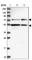 KAT8 Regulatory NSL Complex Subunit 2 antibody, HPA038497, Atlas Antibodies, Western Blot image 