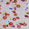 Carbonic Anhydrase 8 antibody, LS-C354563, Lifespan Biosciences, Immunohistochemistry frozen image 