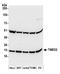 Transmembrane P24 Trafficking Protein 2 antibody, A305-467A, Bethyl Labs, Western Blot image 