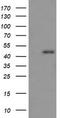 Ras association domain-containing protein 8 antibody, TA505906BM, Origene, Western Blot image 