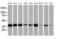 Microtubule Associated Protein RP/EB Family Member 2 antibody, MA5-25527, Invitrogen Antibodies, Western Blot image 