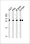 Tyrosine 3-Monooxygenase/Tryptophan 5-Monooxygenase Activation Protein Gamma antibody, MBS9202559, MyBioSource, Western Blot image 