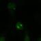 Kinesin-like protein KIF11 antibody, PA3-16833, Invitrogen Antibodies, Immunofluorescence image 