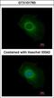 Stress-associated endoplasmic reticulum protein 1 antibody, LS-C185432, Lifespan Biosciences, Immunocytochemistry image 