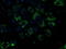 NADH:Ubiquinone Oxidoreductase Subunit A7 antibody, LS-C172831, Lifespan Biosciences, Immunofluorescence image 