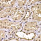 Cysteine-rich protein 2-binding protein antibody, 22-903, ProSci, Immunohistochemistry paraffin image 