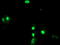 Leukocyte Receptor Cluster Member 1 antibody, TA503116, Origene, Immunofluorescence image 