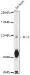 Toll Like Receptor 4 antibody, GTX64330, GeneTex, Western Blot image 