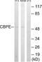 Carboxypeptidase E antibody, A30595, Boster Biological Technology, Western Blot image 