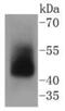 Adiponectin Receptor 1 antibody, NBP2-67631, Novus Biologicals, Western Blot image 