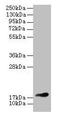 Heparin-binding growth factor 1 antibody, LS-C285502, Lifespan Biosciences, Western Blot image 