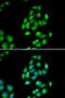 Cysteine desulfurase, mitochondrial antibody, orb247558, Biorbyt, Immunocytochemistry image 