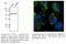 Protein Disulfide Isomerase Family A Member 3 antibody, AB0003-500, SICGEN, Immunofluorescence image 