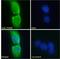 Integral Membrane Protein 2B antibody, LS-B6486, Lifespan Biosciences, Immunofluorescence image 