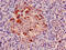 Cytochrome C1 antibody, CSB-PA01515A0Rb, Cusabio, Immunohistochemistry frozen image 