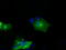 Atrial natriuretic peptide receptor 3 antibody, TA500956, Origene, Immunofluorescence image 