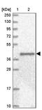Angiopoietin-related protein 3 antibody, PA5-58245, Invitrogen Antibodies, Western Blot image 