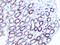 BCL2 Associated Athanogene 3 antibody, GTX02778, GeneTex, Immunohistochemistry paraffin image 