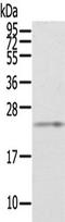 Mel antibody, TA351568, Origene, Western Blot image 