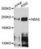 Neuroblastoma Amplified Sequence antibody, A4748, ABclonal Technology, Western Blot image 