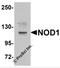 Nucleotide Binding Oligomerization Domain Containing 1 antibody, 5947, ProSci, Western Blot image 