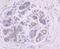 GBA antibody, A01162-1, Boster Biological Technology, Immunohistochemistry frozen image 