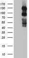 Polo Like Kinase 4 antibody, CF810562, Origene, Western Blot image 