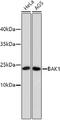 BCL2 Antagonist/Killer 1 antibody, 13-783, ProSci, Western Blot image 