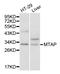 S-methyl-5 -thioadenosine phosphorylase antibody, A05448-1, Boster Biological Technology, Western Blot image 