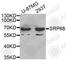 Signal Recognition Particle 68 antibody, A4127, ABclonal Technology, Western Blot image 