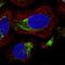 Paired Immunoglobin Like Type 2 Receptor Beta antibody, HPA026750, Atlas Antibodies, Immunofluorescence image 