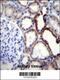 Protein naked cuticle homolog 2 antibody, 56-250, ProSci, Immunohistochemistry frozen image 
