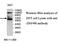Zinc Finger Protein 490 antibody, MBS416225, MyBioSource, Western Blot image 