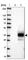 Fas Apoptotic Inhibitory Molecule 2 antibody, HPA048800, Atlas Antibodies, Western Blot image 