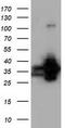 Quinolinate Phosphoribosyltransferase antibody, CF501524, Origene, Western Blot image 