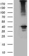 Uridine Phosphorylase 2 antibody, TA812318S, Origene, Western Blot image 