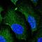 Angio-associated migratory cell protein antibody, HPA031868, Atlas Antibodies, Immunocytochemistry image 