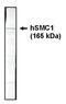 Structural maintenance of chromosomes protein 1A antibody, MBS395178, MyBioSource, Western Blot image 