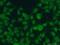 Homeobox And Leucine Zipper Encoding antibody, 23965-1-AP, Proteintech Group, Immunofluorescence image 