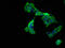 CD300 Molecule Like Family Member G antibody, CSB-PA751016LA01HU, Cusabio, Immunofluorescence image 