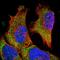 VPS37A Subunit Of ESCRT-I antibody, HPA024781, Atlas Antibodies, Immunocytochemistry image 