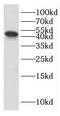 Exoribonuclease 1 antibody, FNab02843, FineTest, Western Blot image 
